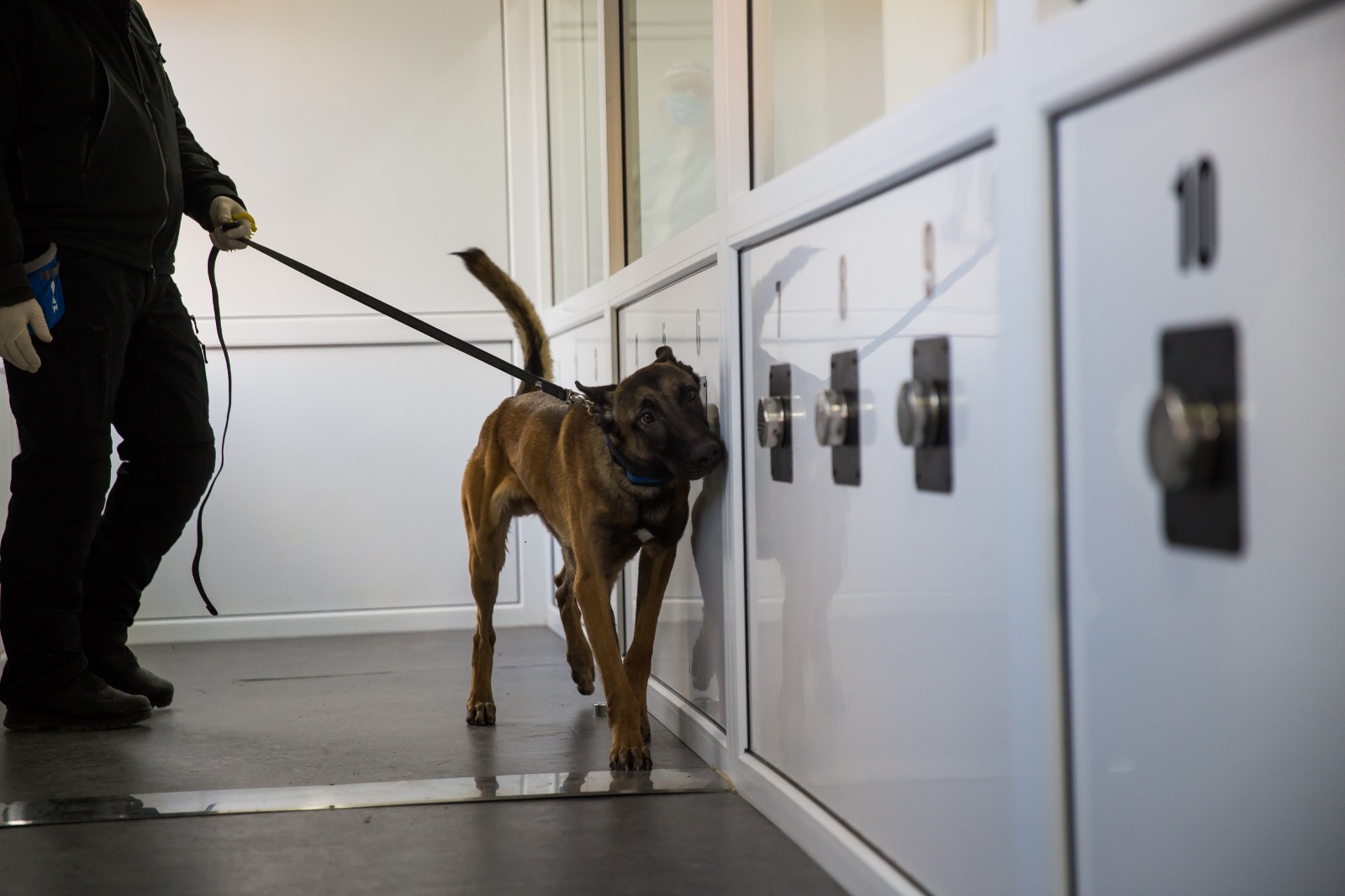 VIDEO Cum detectează noul coronavirus Fynn și Blue, doi ciobănești ai Centrului Chinologic Sibiu