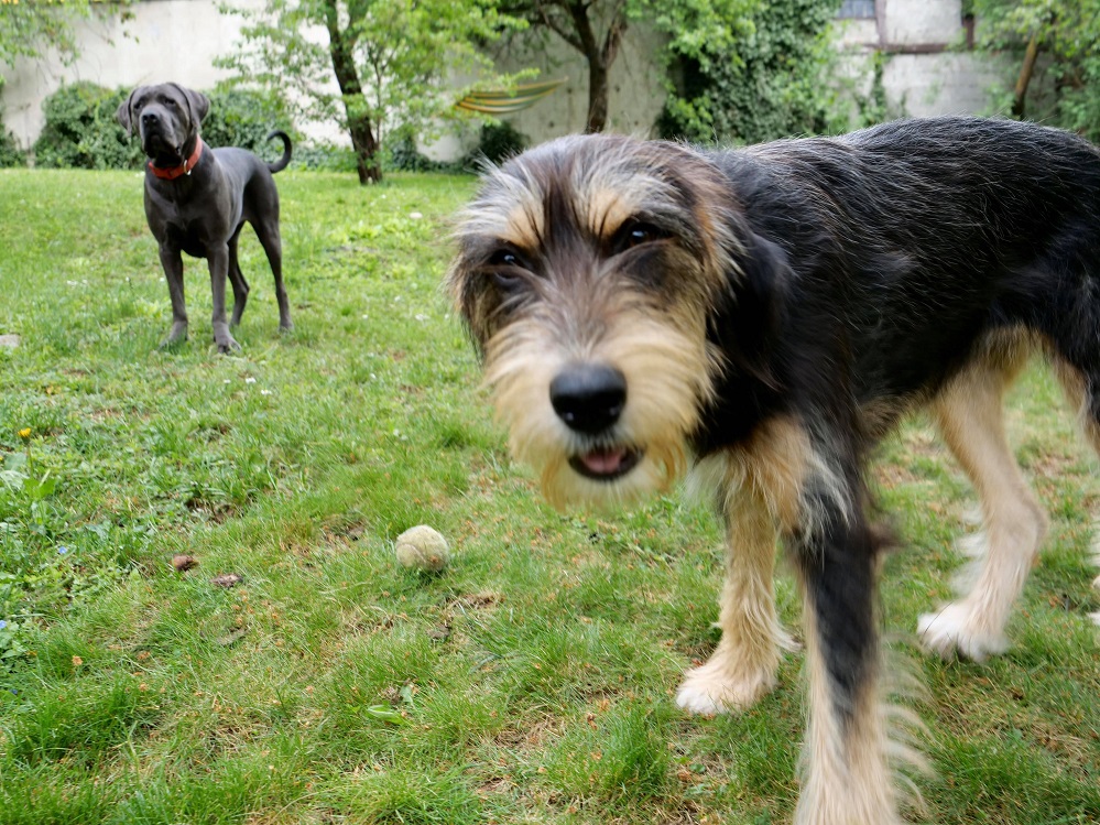 REPORTAJ Are nevoie Sibiul de locuri de joacă pentru câini?