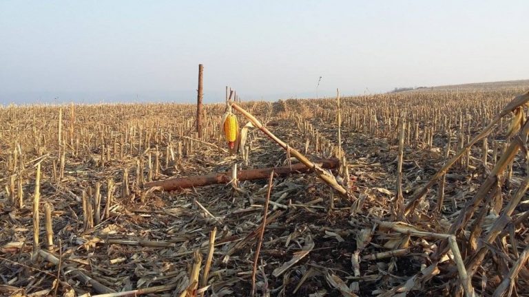 Asociaţia Forţa Fermierilor: Suntem în pragul dezastrului agricol; este nevoie de sprijinul companiilor din agribusiness