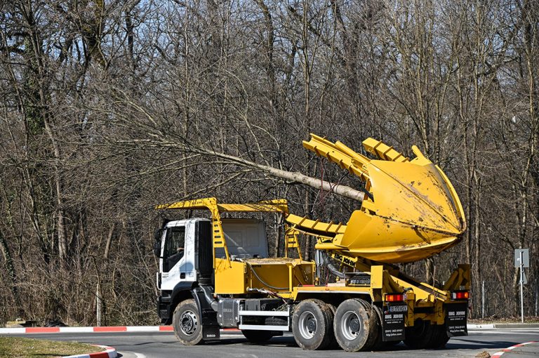 FOTO Cum o duc primii copaci transplantați de pe Calea Dumbrăvii