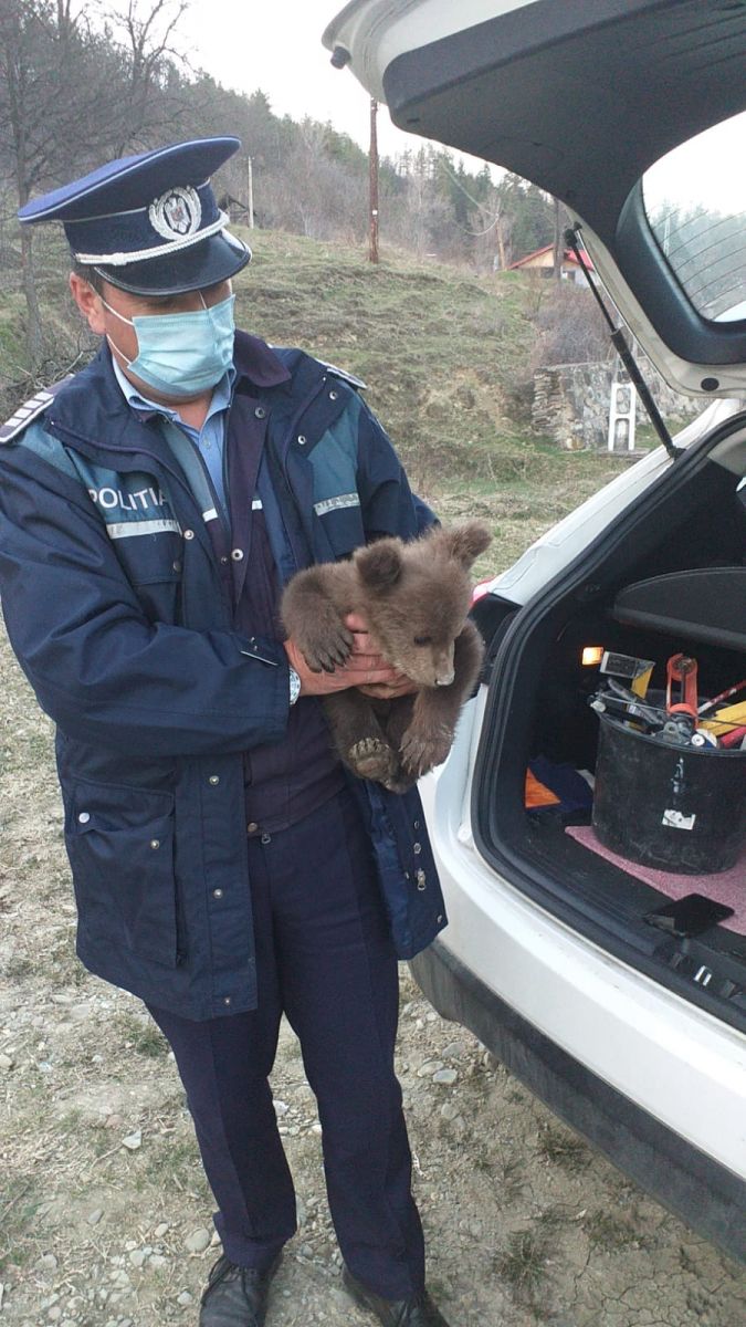 Pui de urs, găsit pe marginea unui drum