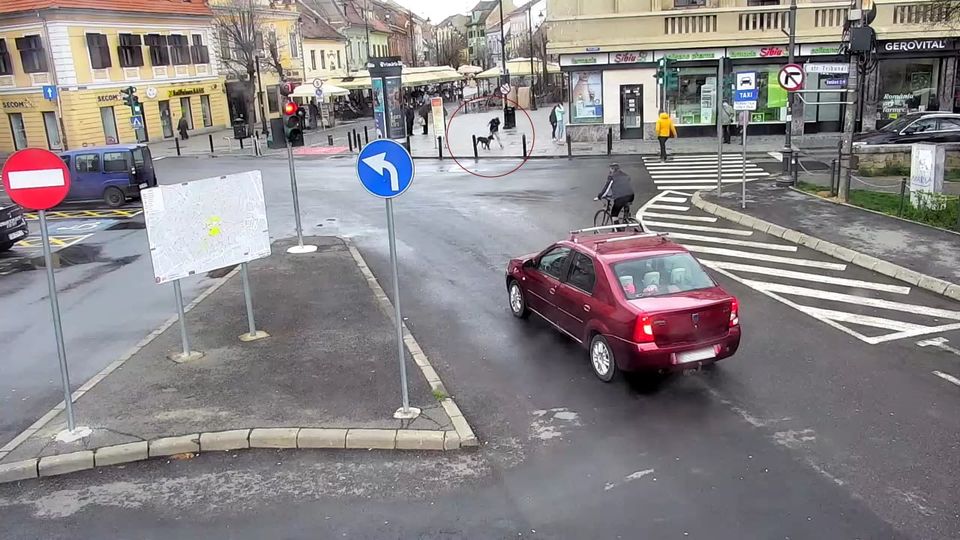 Fetiță de 7 ani, mușcată de un câine, în centrul Sibiului. Poliția Locală a identificat stăpânul cu ajutorul camerelor video