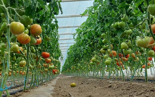 Fermierii din Oltenia au adus în Piața Cibin primele roșii românești din acest sezon