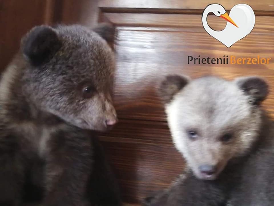 Ministerul Mediului dă explicații privind amenda pe care Garda de Mediu a dat-o celor care au salvat cei doi ursuleți din Biertan