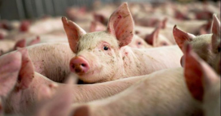 Nou focar de pestă porcină în județul Sibiu. 26 de animale au fost ucise