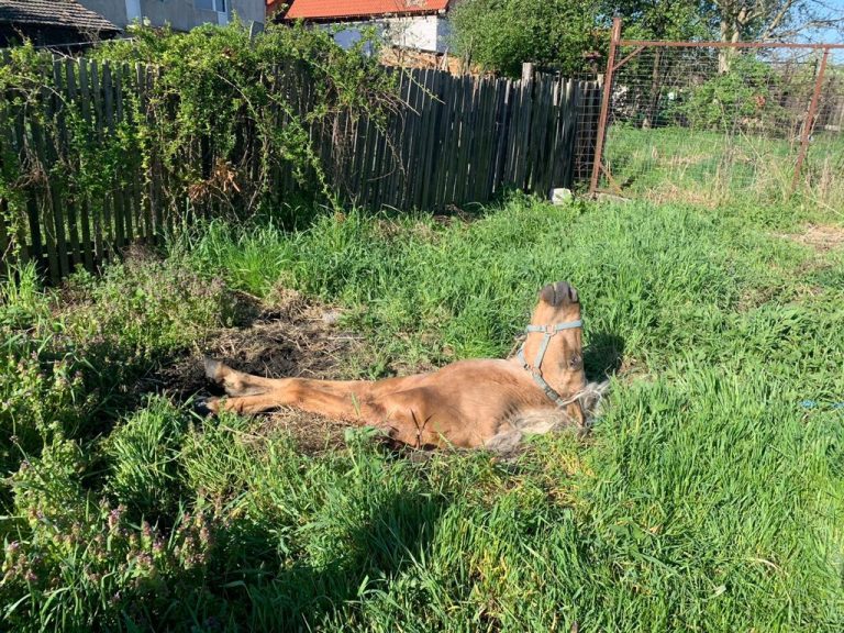 FOTO: Cal salvat după ce a căzut într-o groapă