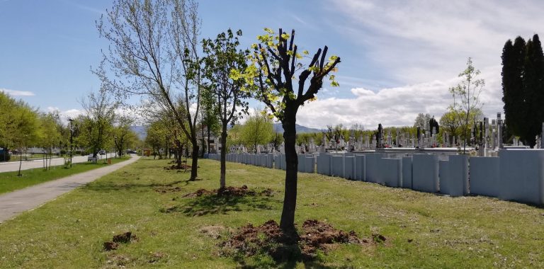 Temperaturile scăzute amenință pomii fructiferi: Piersicii și caișii, cei mai afectați