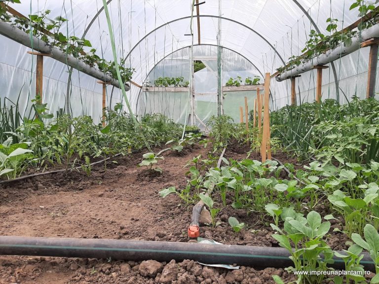 Cultivarea plantelor şi plantarea pomilor fructiferi, şansă pentru comunitatea romă din Valea Viilor