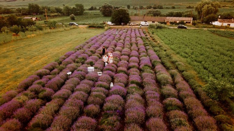 Relaxare cu miros de lavandă, la 24 de kilometri distanță de Sibiu