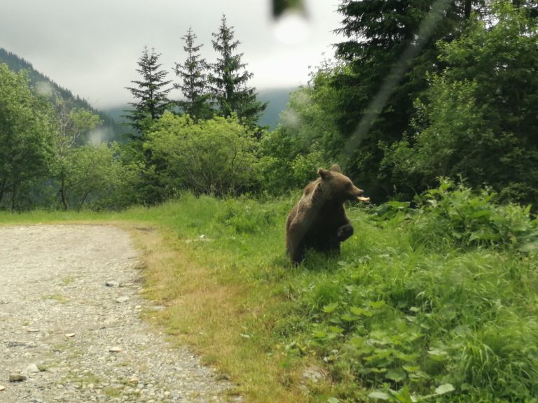 ULTIMA ORĂ: Urs în Tălmaciu. A fost transmis mesaj RO-ALERT