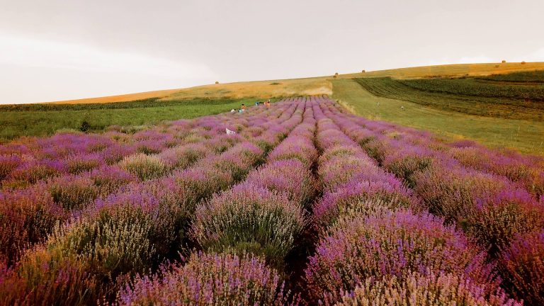 Lavanda Fest în Sibiu: de la înghețată cu lavandă sau haine la kürtös cu lavandă