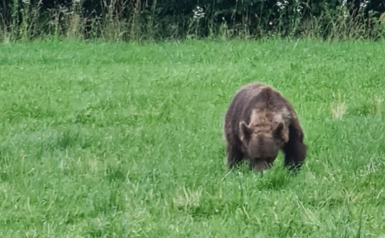 FOTO Ministrul Mediului s-a întâlnit cu ursul, când mergea spre Guvern. „Nu s-a speriat de mașini”
