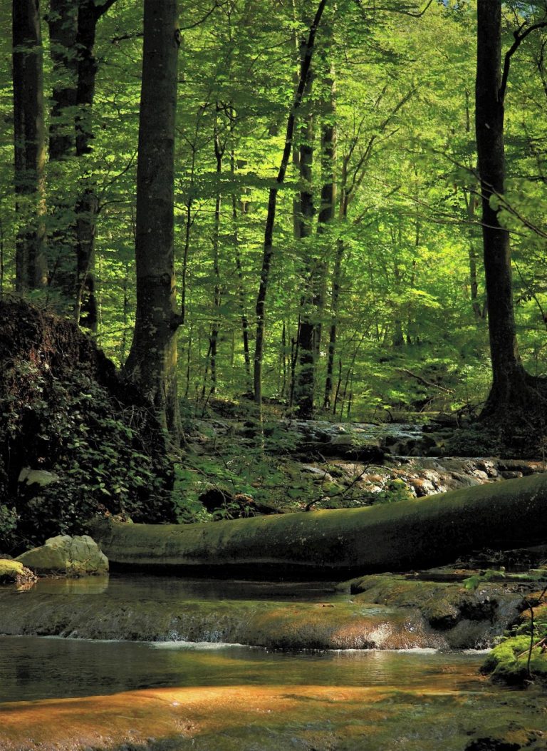 Aproape 4.000 de metri cubi de lemne au fost confiscați de Garda Forestieră în județ