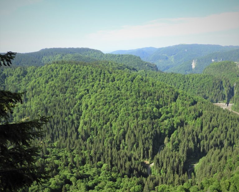 Protocol între Romsilva și Poșta Română pentru compensarea sumelor aferente lemnului de foc