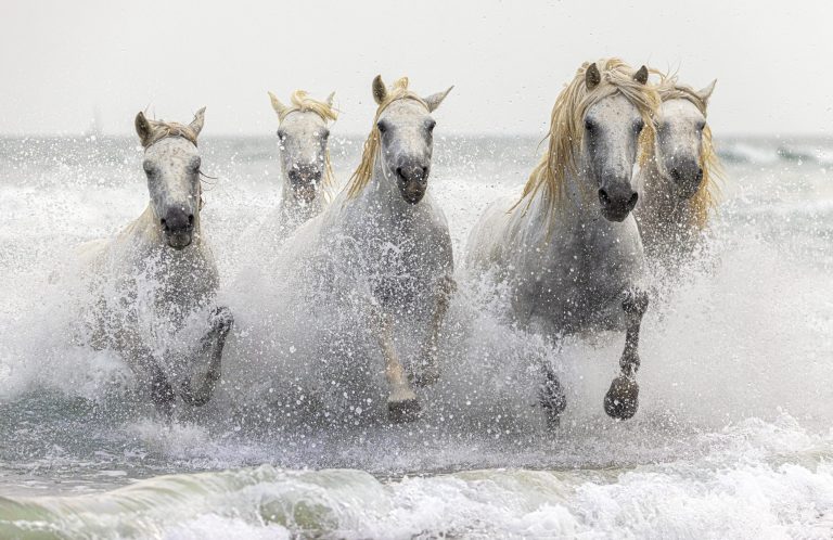 50 de țări, într-un singur loc, prin expoziția Salonului Internațional de Artă Fotografică de la Sibiu