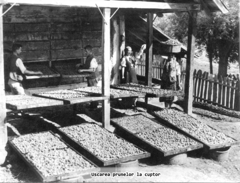 Copiii fac ghirlande din felii de măr, la Muzeul ASTRA