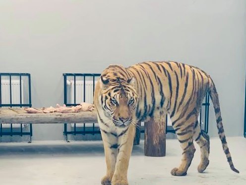 Noi animale și o clădire nouă pentru lei și tigri la Zoo Sibiu