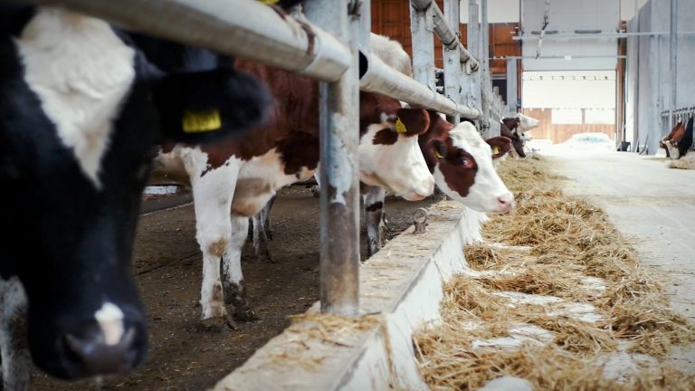 “Complexul Turistic Transfăgărășan”, o afacere de familie inspirată de povețele bunicilor, la poalele Munților Făgăraș