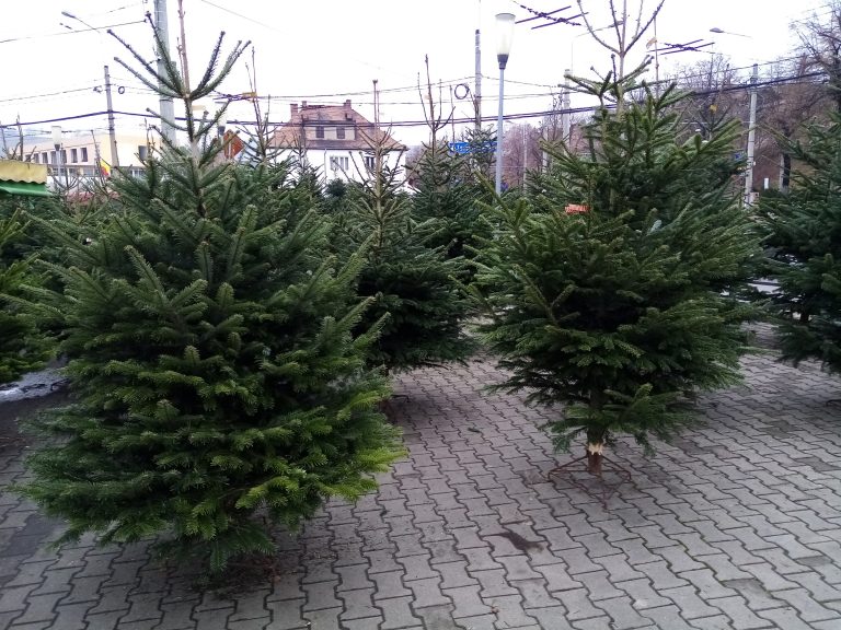 FOTO Primii brazi au apărut în piaţa din Mediaş