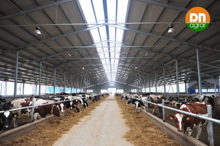Preluarea fermei de vaci APOLD de către DN AGRAR GROUP SA