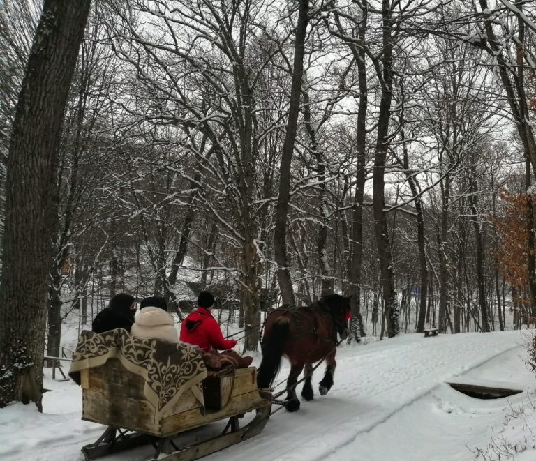 Au început plimbările cu sania trasă de cai, în Muzeul din Dumbrava Sibiului