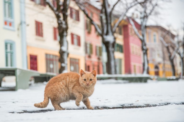 FOTO| Sibiul, „îmbrăcat” în alb