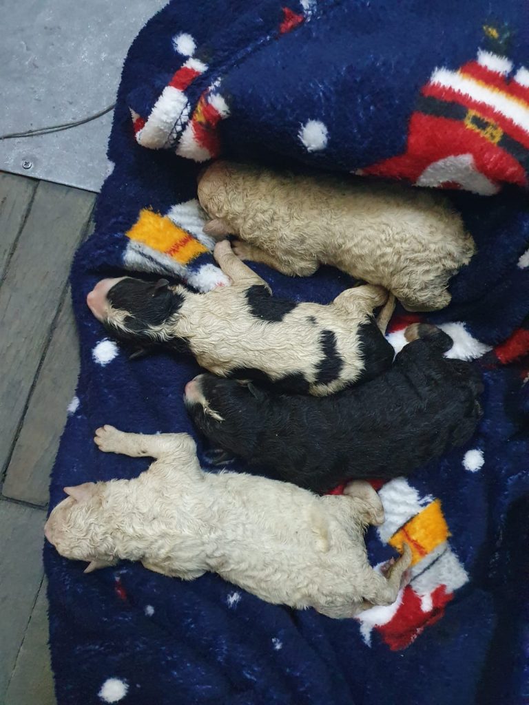 FOTO 5 animale salvate de o medieşeancă. Bărbatul care a schingiuit câinii are dosar penal