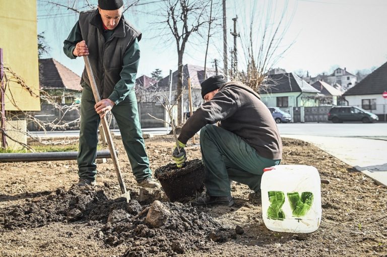 După curățenie și asfaltări, primăria anunță plantarea a sute de arbori și hectare întregi de gazon