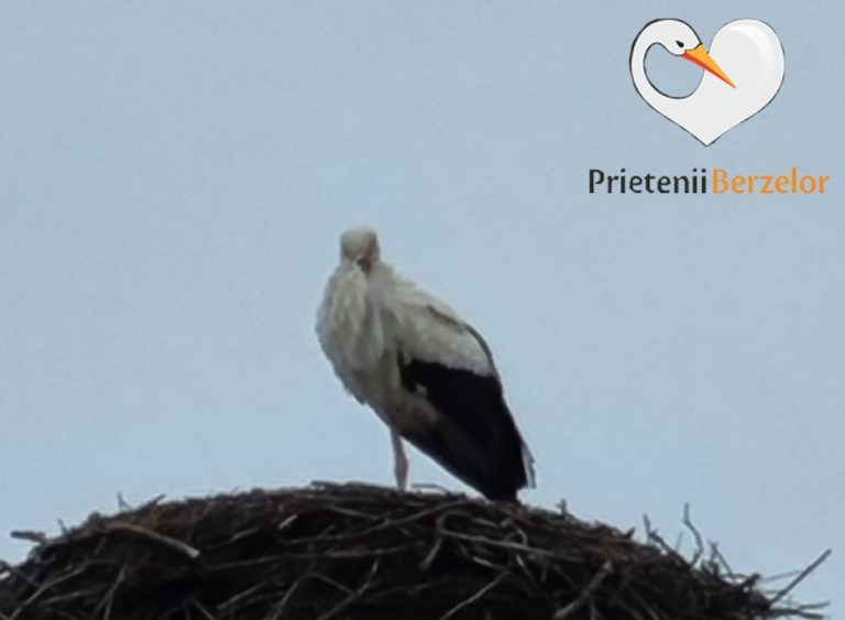 Vine primăvara! Prima barză a revenit la Cristian