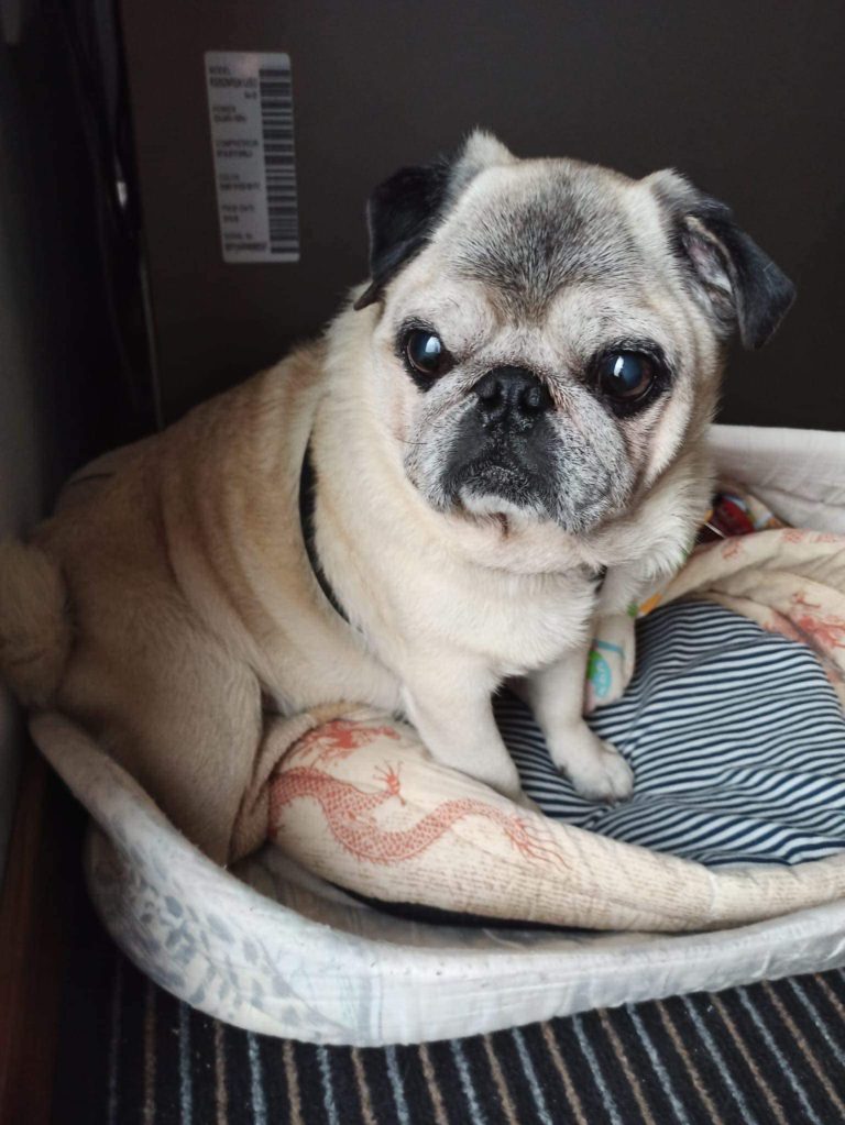 Un mops de 12 ani, din Ucraina, își caută familie adoptivă în Sibiu