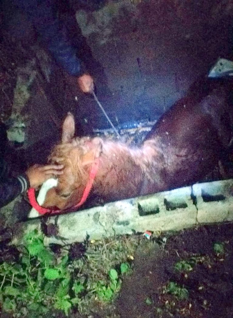 FOTO Mânz salvat dintr-un decantor de pompierii voluntari din Copşa Mică