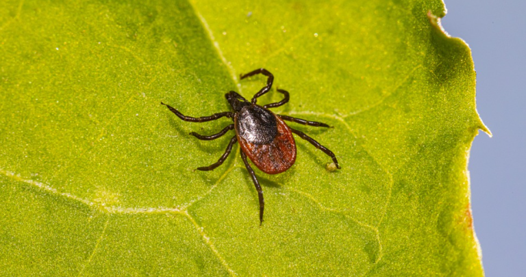 Acțiune de dezinsecție împotriva căpușelor astăzi și mâine