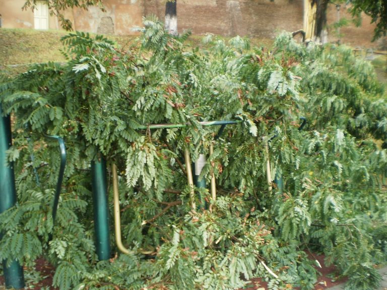 Copac distrus de furtuna la Medias 3