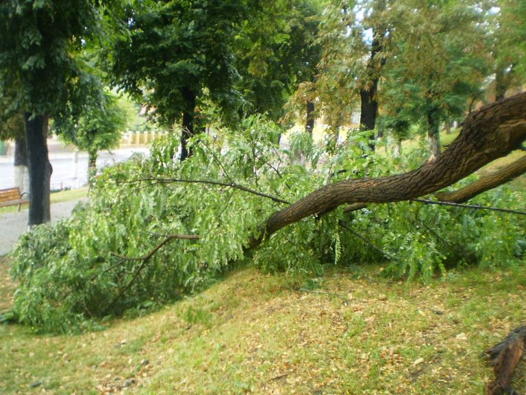Copac distrus de furtuna la Medias 5