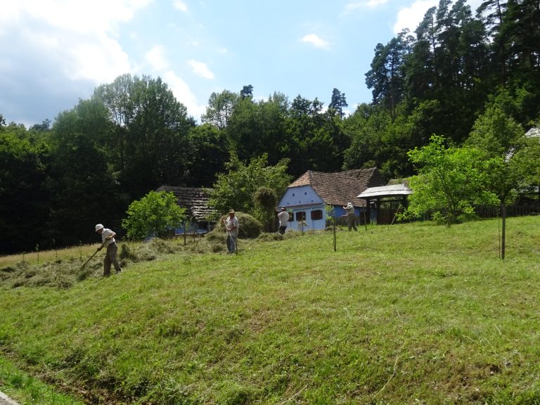 Invitație la cosit, în Muzeul din Dumbrava Sibiului. Un prânz cu slană și ceapă, răsplata clăcașilor