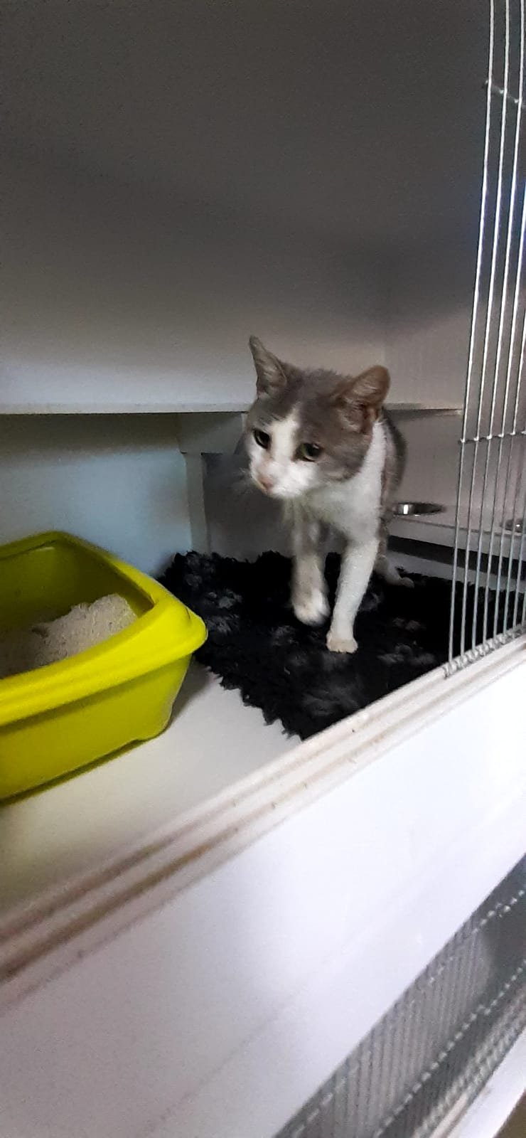 3.000 de lei amendă pentru un sibian care a abandonat o pisică cu patru pui