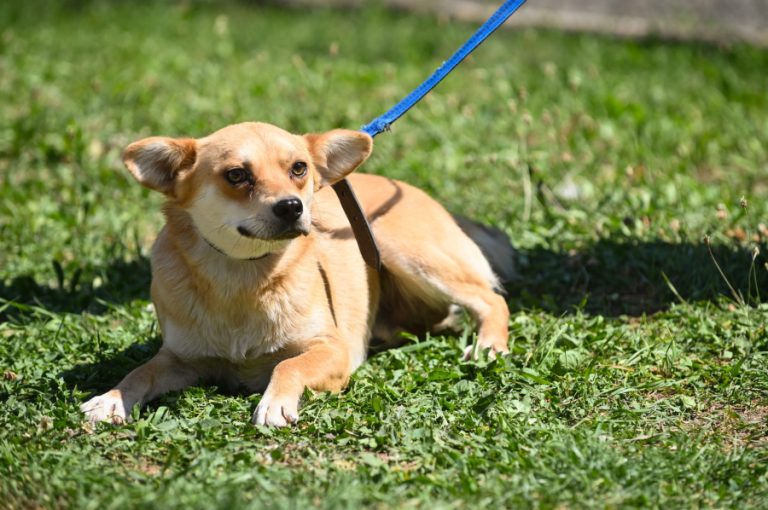 Sibienii iubitori de animale sunt invitați să adopte câini, gratuit