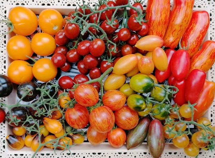 Tomatele și biodiversitatea invadeaza Muzeul ASTRA