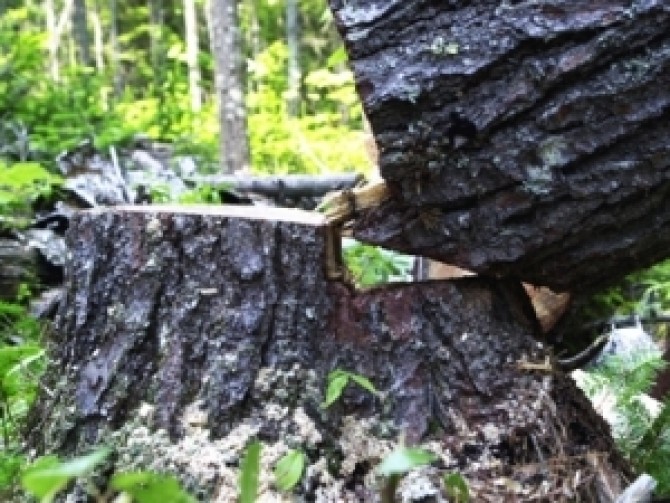 Copil de 15 ani din Axente Sever, ucis de un copac care a căzut peste el