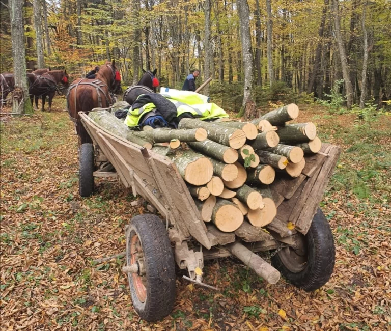 Doi tineri din Brateiu riscă să ajungă în pușcărie pentru un salcâm furat
