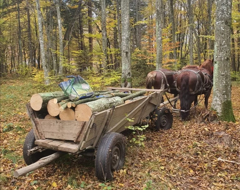 Cinci bărbați, prinși cu lemne furate. Le-au transportat cu 3 căruțe