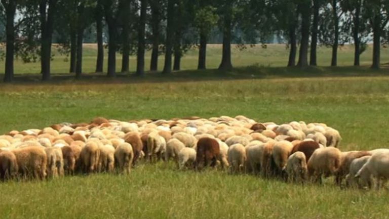 A intrat cu mașina într-o turmă de oi. A omorât 4 animale și a rănit alte 11 ovine