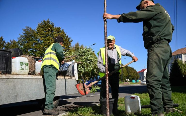 S-a dat startul plantărilor de toamnă în orașul Sibiu