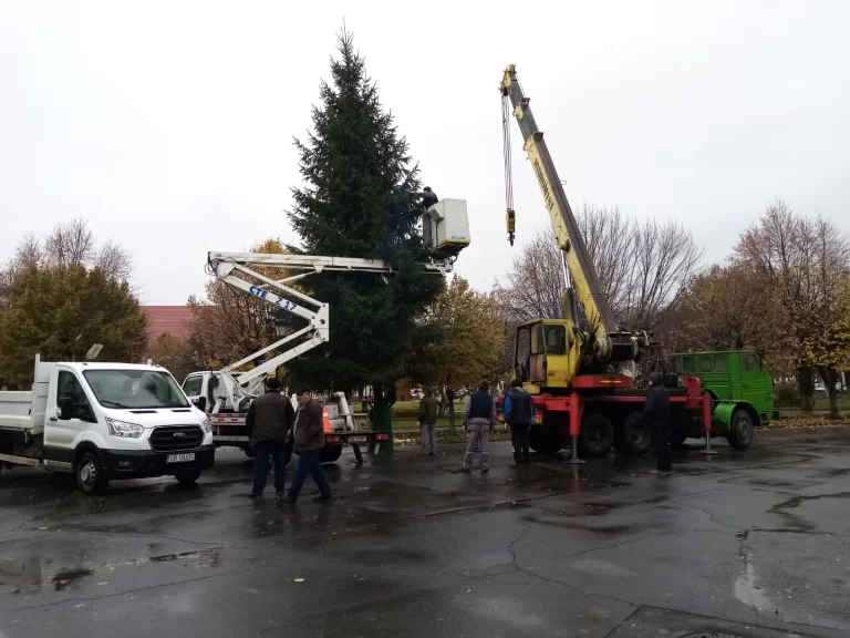 FOTO Un brad natural de 11 metri va fi împodobit în centrul istoric al Mediașului