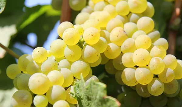 În Mediaș va fi ridicată o statuie de 3 metri dedicată soiului de struguri „Fetească Regală”