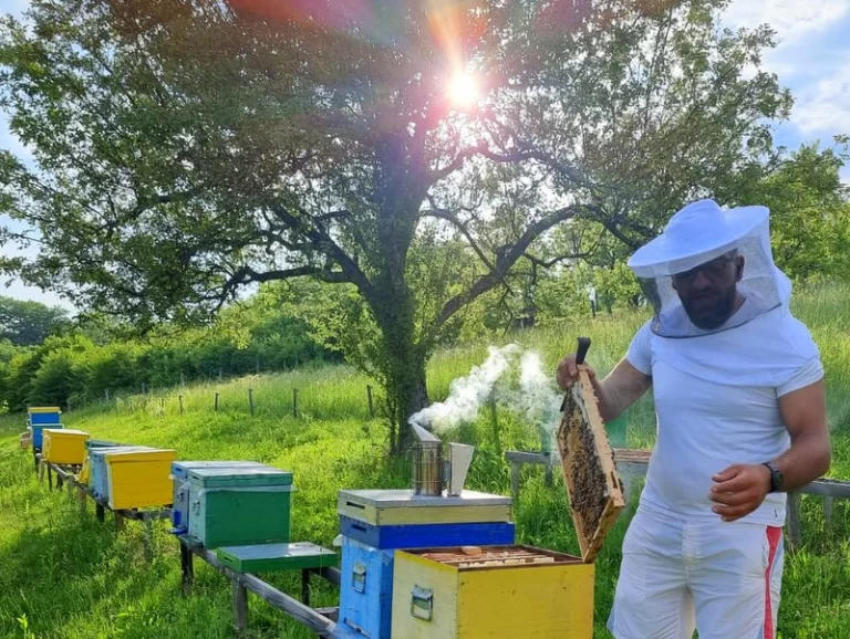 Taxiul cu miere ”îndulcește” Sibiul