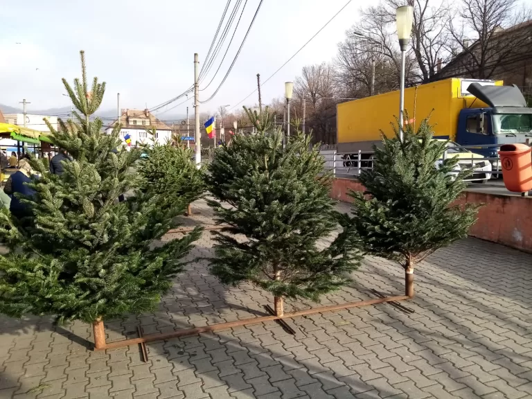 FOTO Au apărut brazii de Crăciun în piața din Mediaș. Ce prețuri au comercianții