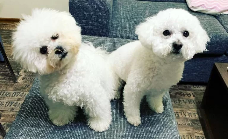 Noaptea de Revelion, stresantă pentru animalele de companie – cum le putem ajuta