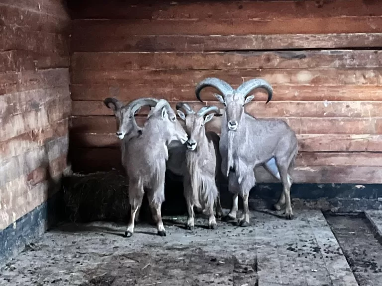 FOTO Patru oi cu coamă au ajuns la Zoo Sibiu