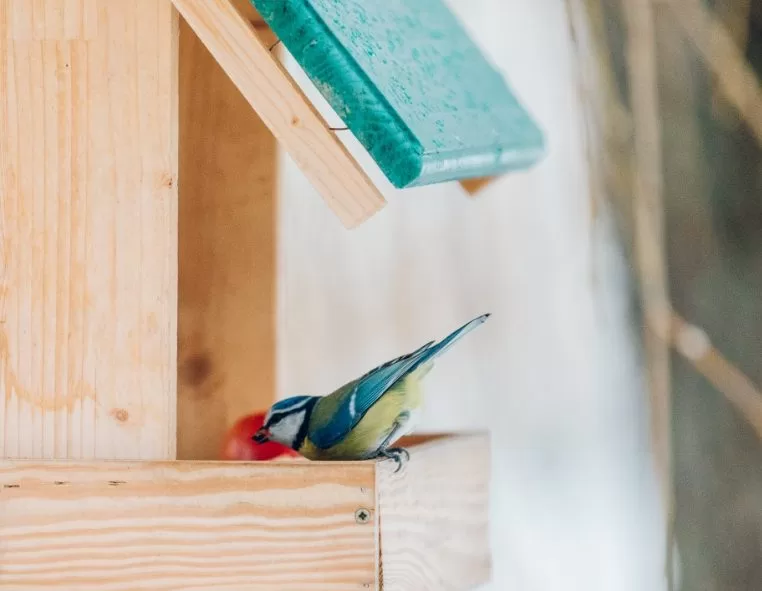 De astăzi, putem hrăni păsările sălbatice din Muzeul ASTRA Sibiu